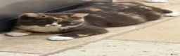 British Shorthair cats for sale: READY NEXT WEEK - FULL PEDIGREE REGISTERED BSH - Advert 15