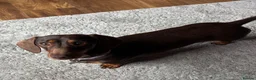 Miniature Dachshund dogs for sale: Choc and tan, mini dachshund puppies  in Eye - Advert 13
