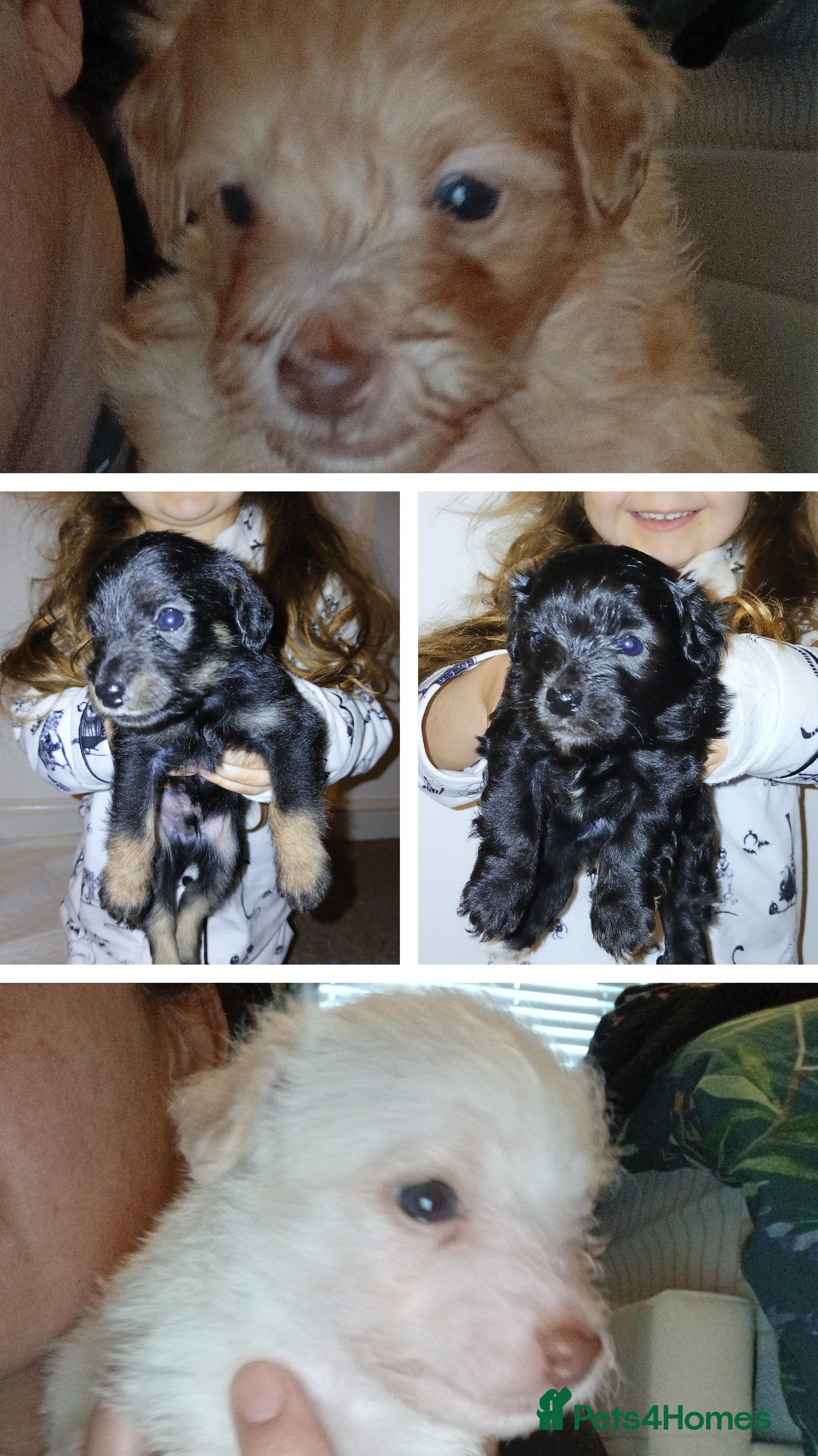 Jackapoo dogs 🌈 Gorgeous Rainbow Jackapoo Puppies - Advert 3