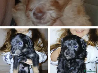 Jackapoo dogs 🌈 Gorgeous Rainbow Jackapoo Puppies - Advert 3