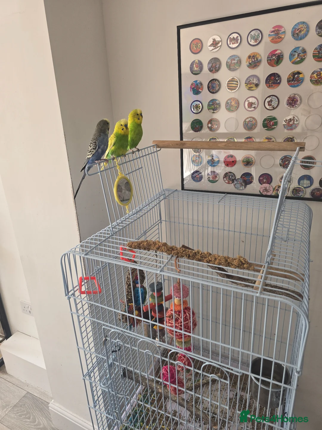 Budgerigars birds for sale: 3 budgies for sale with cage and all accessories in Bristol - Advert 2