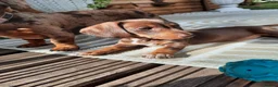 Miniature Dachshund dogs for sale: Beautiful litter of miniature dachshunds.9weeksold - Advert 6