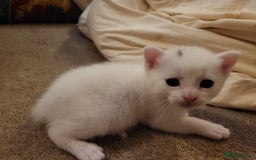 Mixed Breed cats for sale: Adorable White/Tabby Kittens Looking for Homes! 🐾 - Image 6