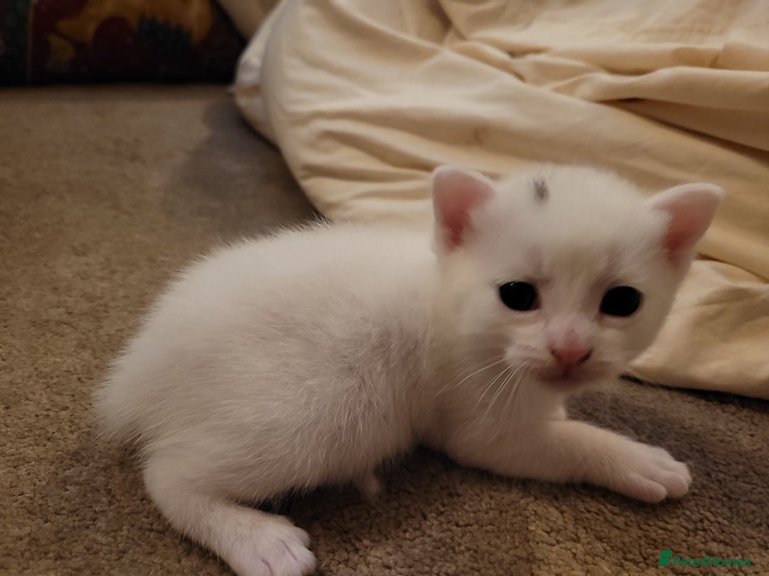 Mixed Breed cats for sale: Adorable White/Tabby Kittens Looking for Homes! 🐾 - Image 6