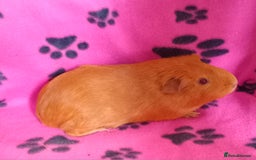 Guinea Pig rodents for sale: Skinnys Werewolfs & Lakelands Available Ready Now - Image 4