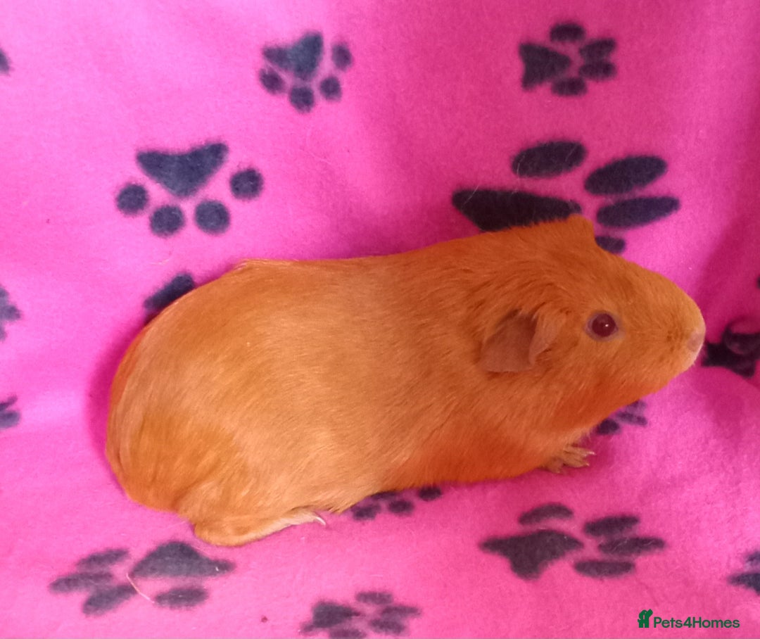 Guinea Pig rodents for sale: Skinnys Werewolfs & Lakelands Available Ready Now - Image 4