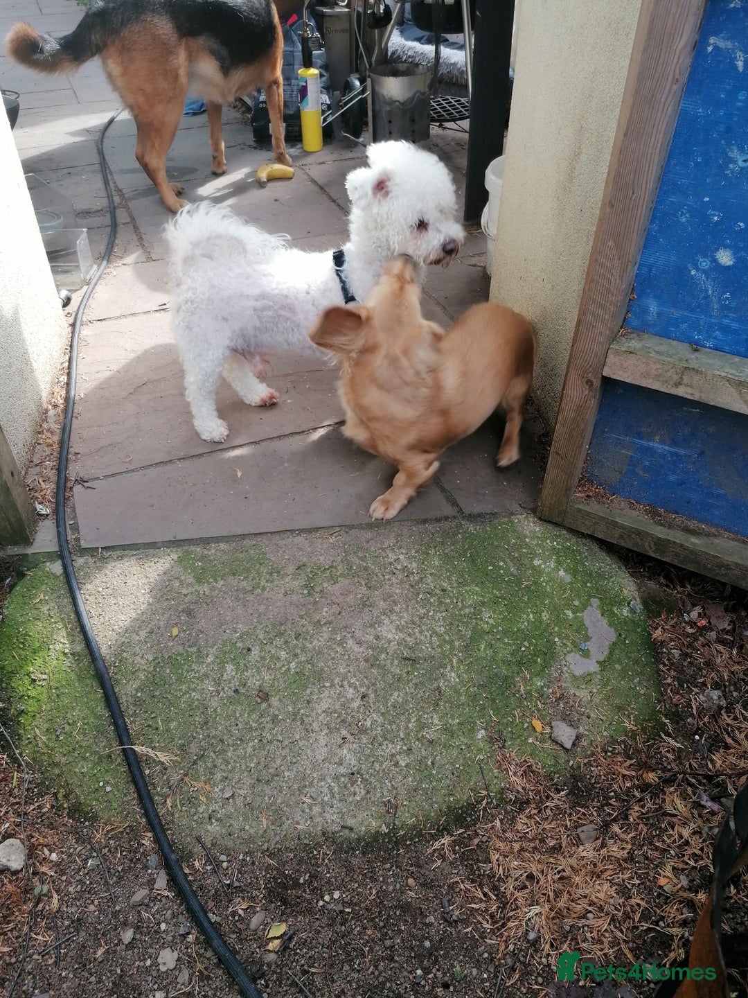 Bichon Frise dogs for adoption: 💙🐶 BARNEY 🐶💙 - Image 15