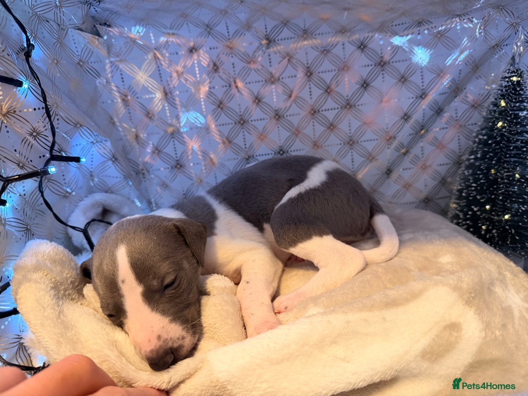 Whippet dogs for sale: Whippets  - Advert 21