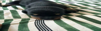 Miniature Dachshund 2