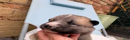 Shepsky dogs for sale: Shepsky Pups in Scarborough - Advert 9