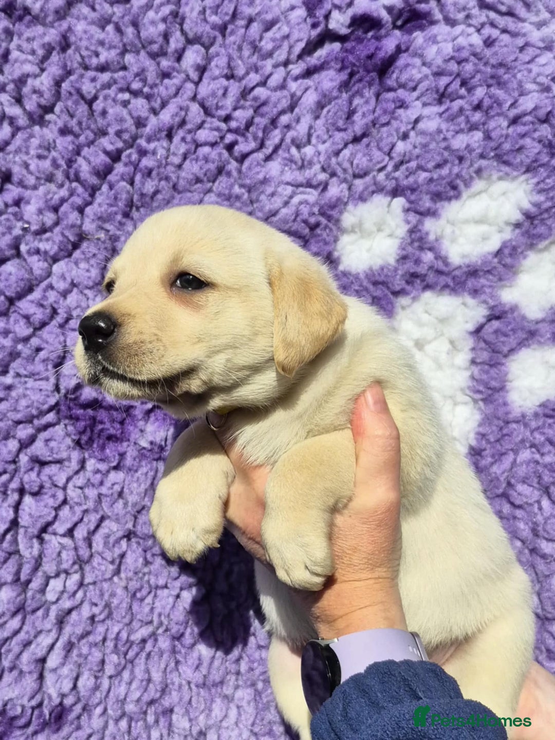 Labrador Retriever dogs for sale: KC Registered Labrador Retrievers 🖤💛 - Image 10