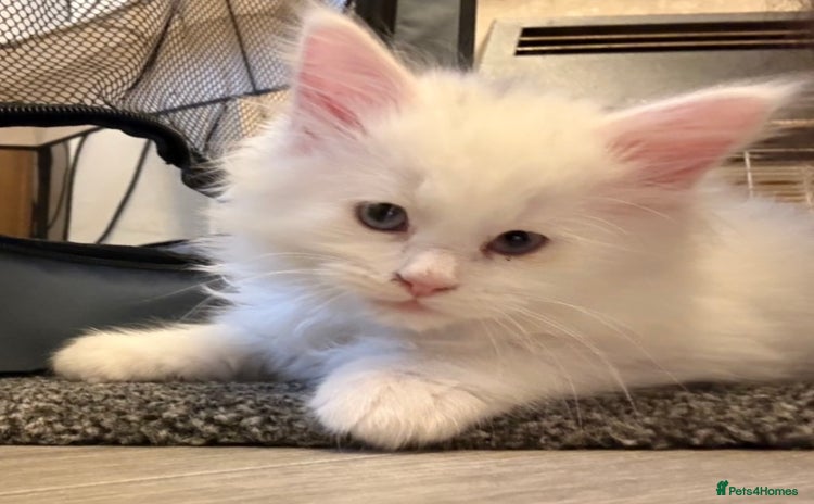 Maine Coon cats - Advert 10