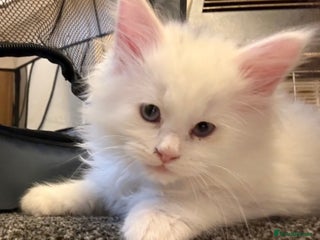 Maine Coon cats - Advert 12