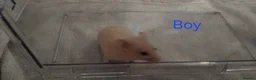 Hamster rodents for sale: Baby syrians - Advert 9