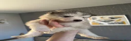 Alaskan Malamute dogs for sale: ALL PUPS HAVE BEEN SOLD!! - Advert 10