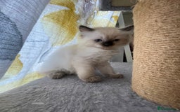 Ragdoll cats for sale: 🌟 Stunning Ragdoll Kittens 🌟 - Image 13