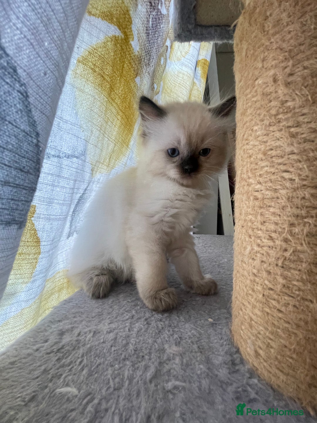 Ragdoll cats for sale: 🌟 Stunning Ragdoll Kittens 🌟 - Image 13