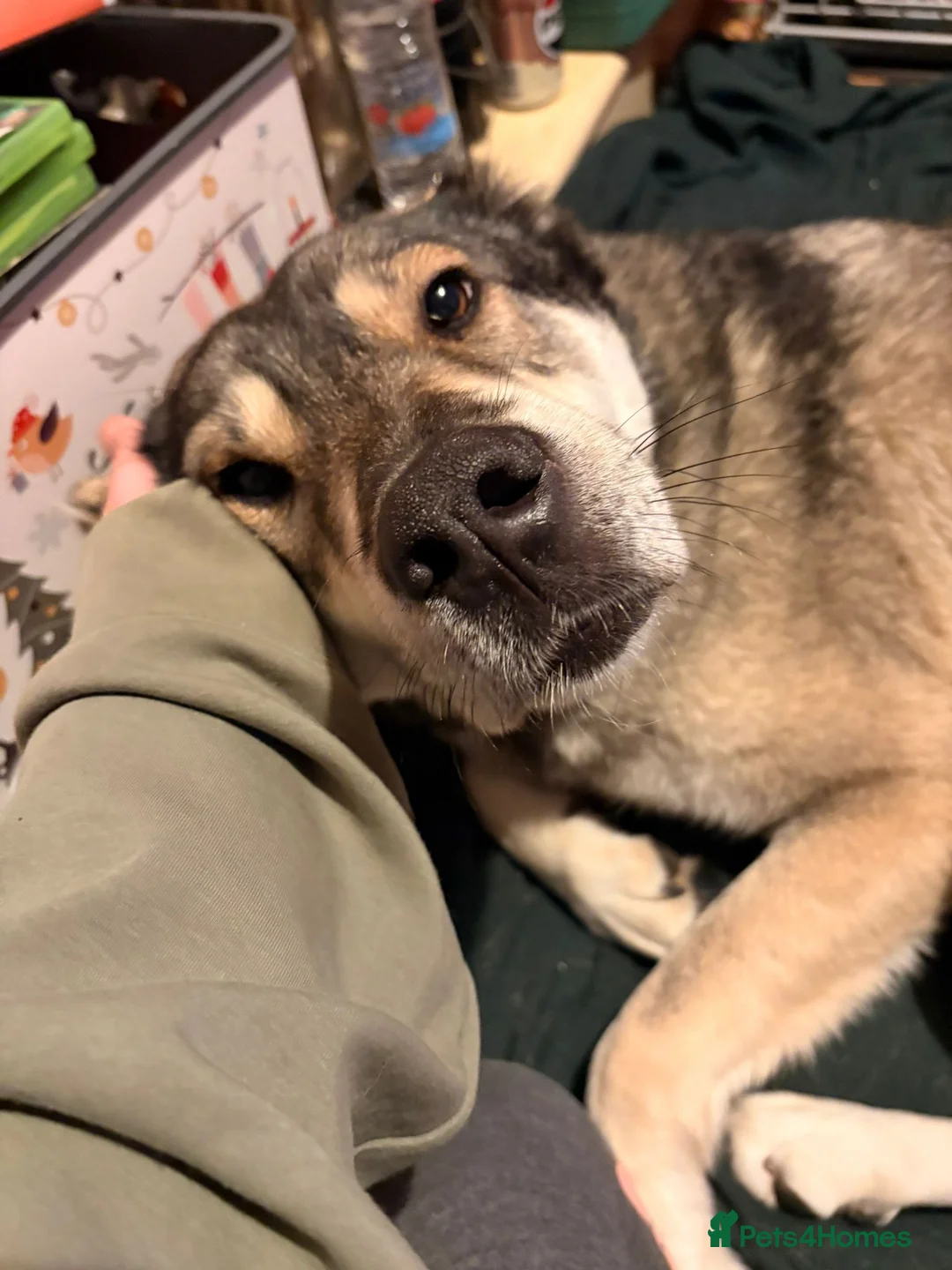 Mixed Breed dogs for sale: Beautiful Kira in Swadlincote - Advert 12
