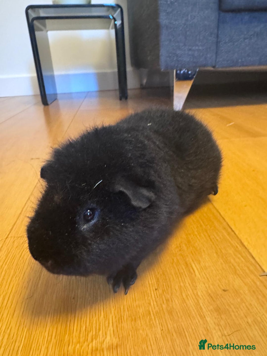 Guinea Pig rodents for sale: Guinea Pig Pair Boys Males Boars Teddy Pigs - Image 2