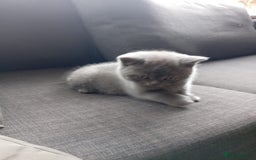 British Shorthair cats for sale: British Shorthair Kittens Available - Image 8