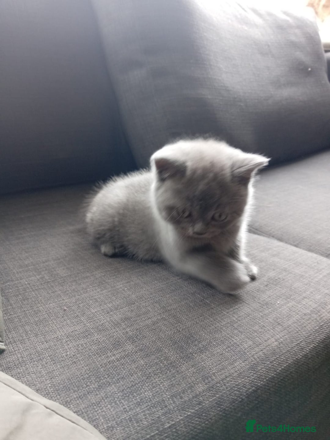 British Shorthair cats for sale: British Shorthair Kittens Available - Image 8