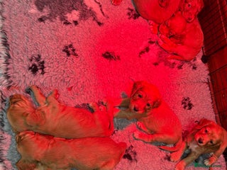 Cocker Spaniel dogs Golden Cocker spaniel puppies working bred - Advert 6