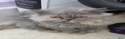 Persian cats for sale: Persian kittens for sale - Advert 3