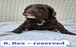 Labradoodle dogs for sale: 10 F1b labradoodles  - Image 9