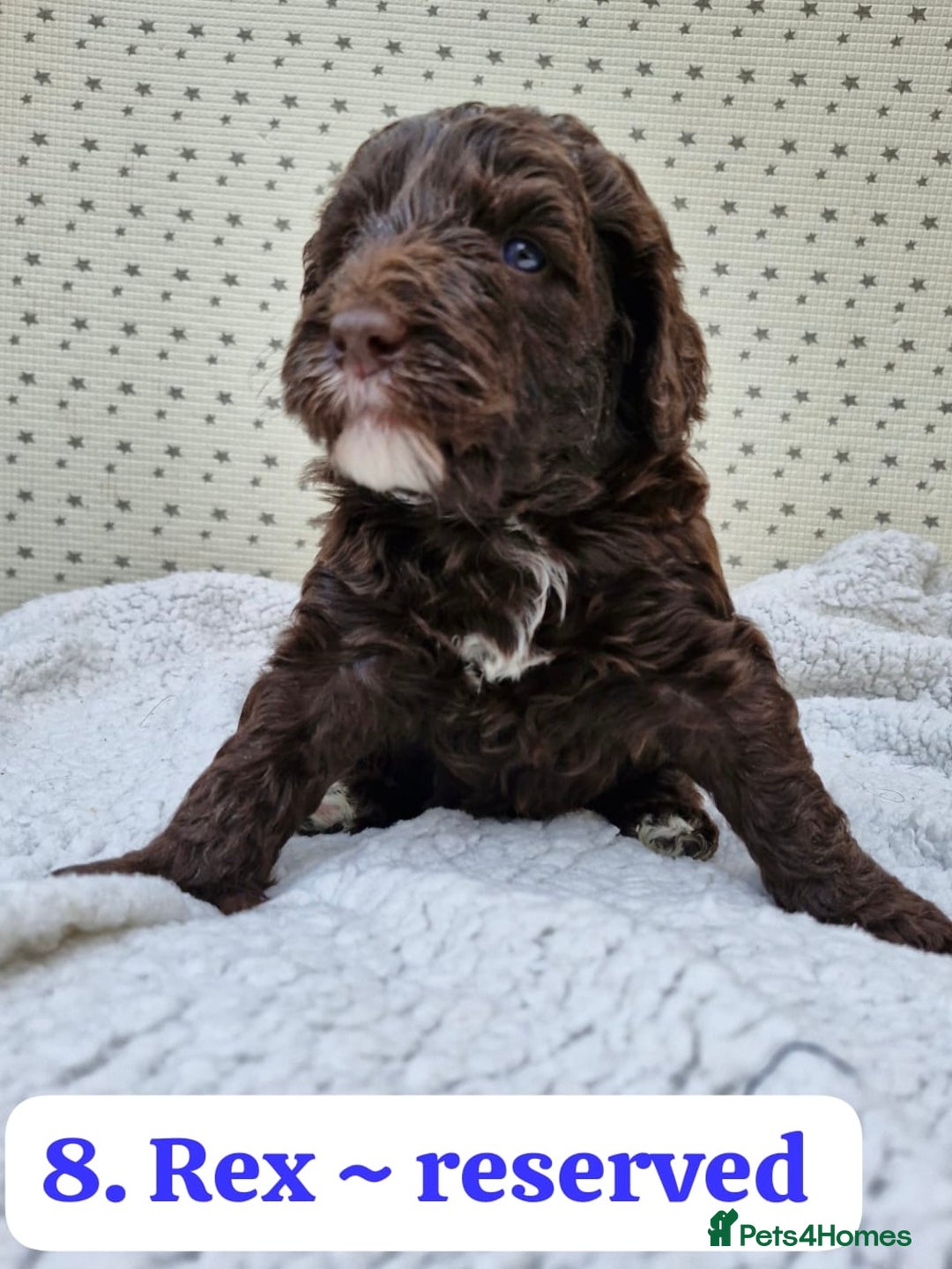 Labradoodle dogs for sale: 10 F1b labradoodles  - Image 9
