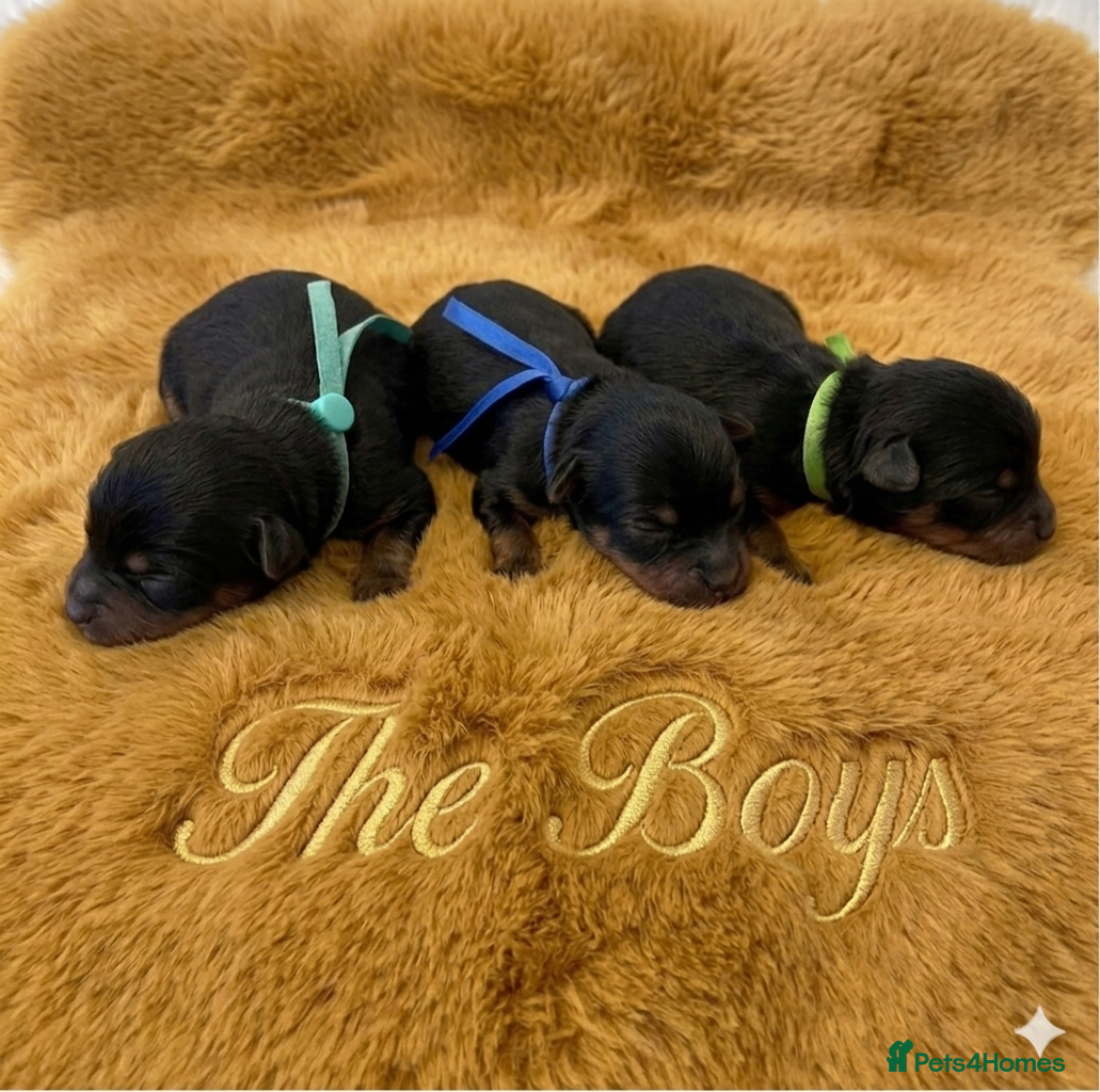 Yorkshire Terrier dogs Adorarable Yorkie Boys 5🌟Licenced Breeder - Advert 15