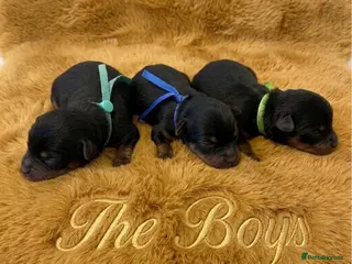 Yorkshire Terrier dogs Adorarable Yorkie Boys 5🌟Licenced Breeder - Advert 15