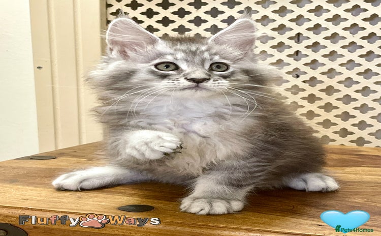Maine Coon cats - Advert 1