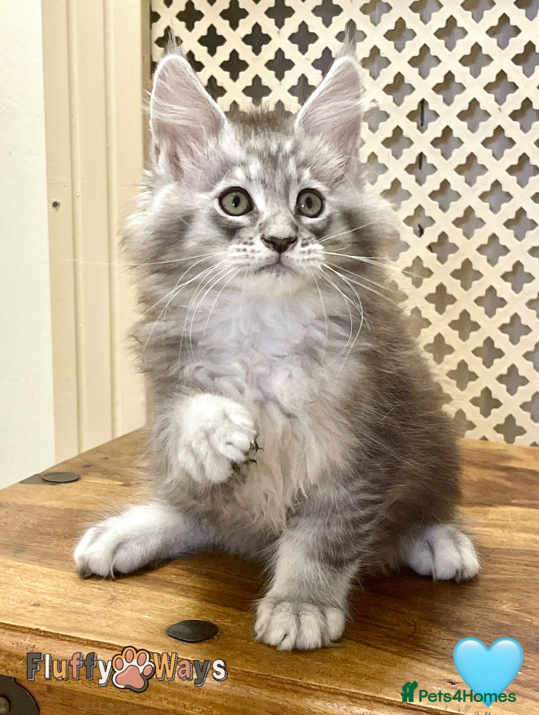 Maine Coon cats for sale: 🐾🦁 *TICA* MAINE COON KITTENS 🧬 DNA CLEAR 🦁🐾 - Image 1
