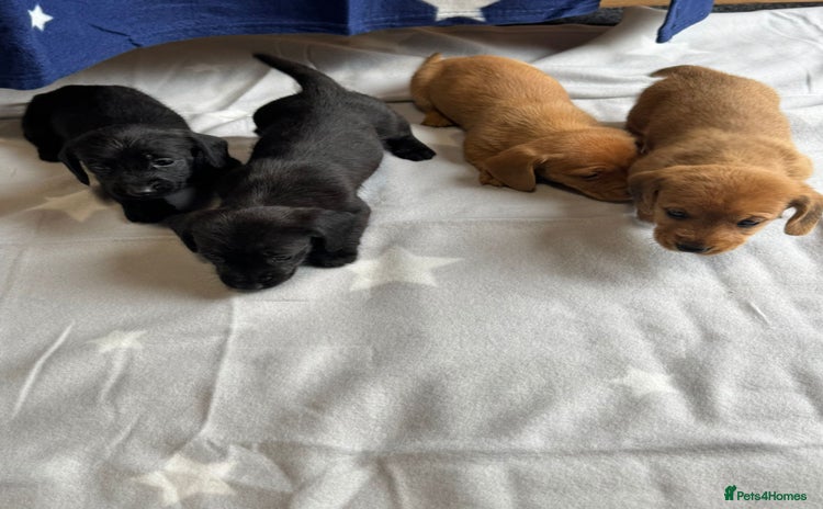 Dachshund dogs - Advert 3