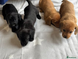 Dachshund dogs - Advert 1