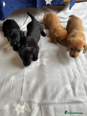 Dachshund dogs - Advert 1