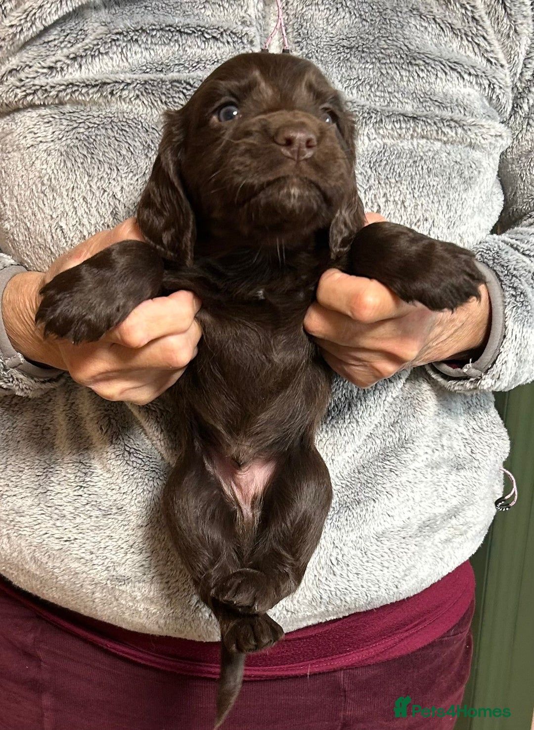 Cocker Spaniel dogs for sale: English Working Cocker Spaniel - Advert 3