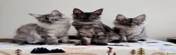 Maine Coon cats for sale: ONLY 3 TICA REG GIRLS LEFT FROM LICENSED BREEDERS - Advert 7