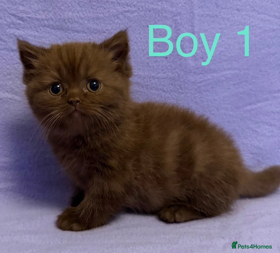 British Shorthair cats for sale: British shorthair X Persian kittens  - Advert 2