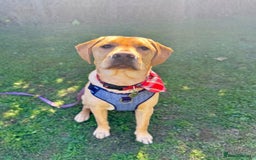 Labrador Retriever dogs for sale: 9 Month Old Fox Red & Yellow Cross Labrador - Image 6