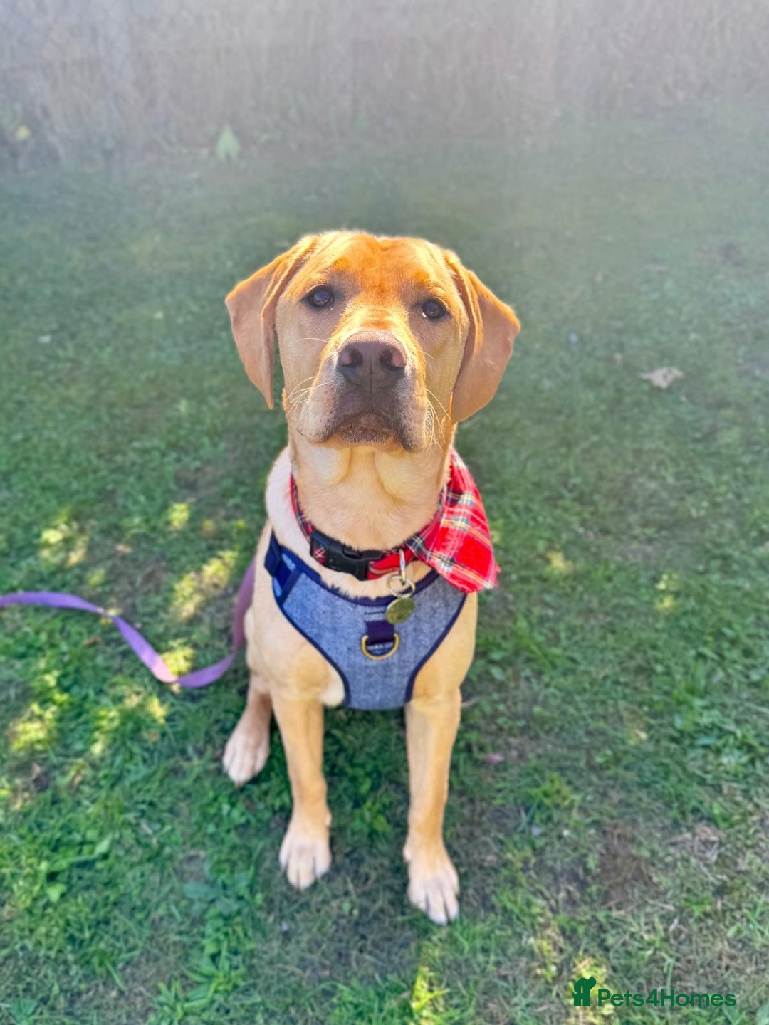 Labrador Retriever dogs for sale: 9 Month Old Fox Red & Yellow Cross Labrador - Image 6
