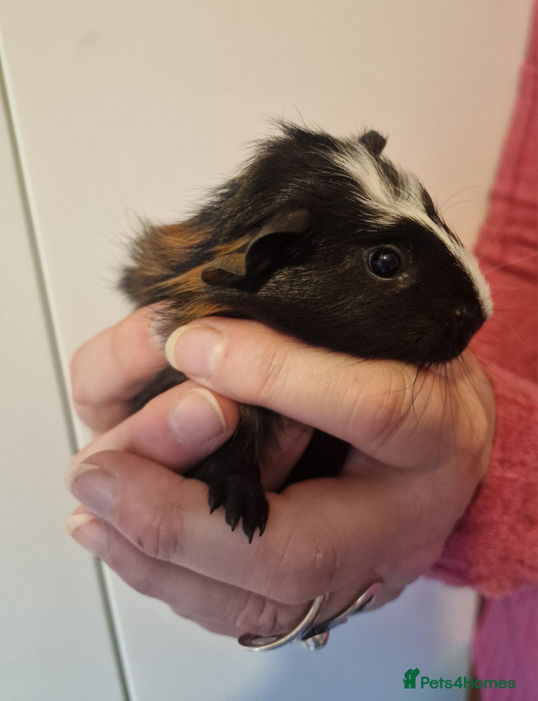 Guinea Pig rodents for sale: Female guinea pigs  - Advert 26