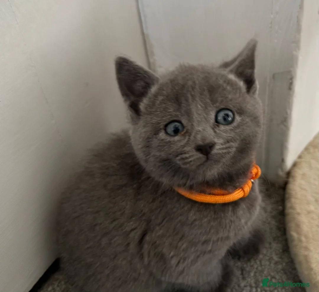 Russian Blue cats for sale: Russian Blue kittens  - Advert 2