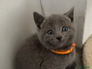 Russian Blue cats Russian Blue kittens - Advert 1