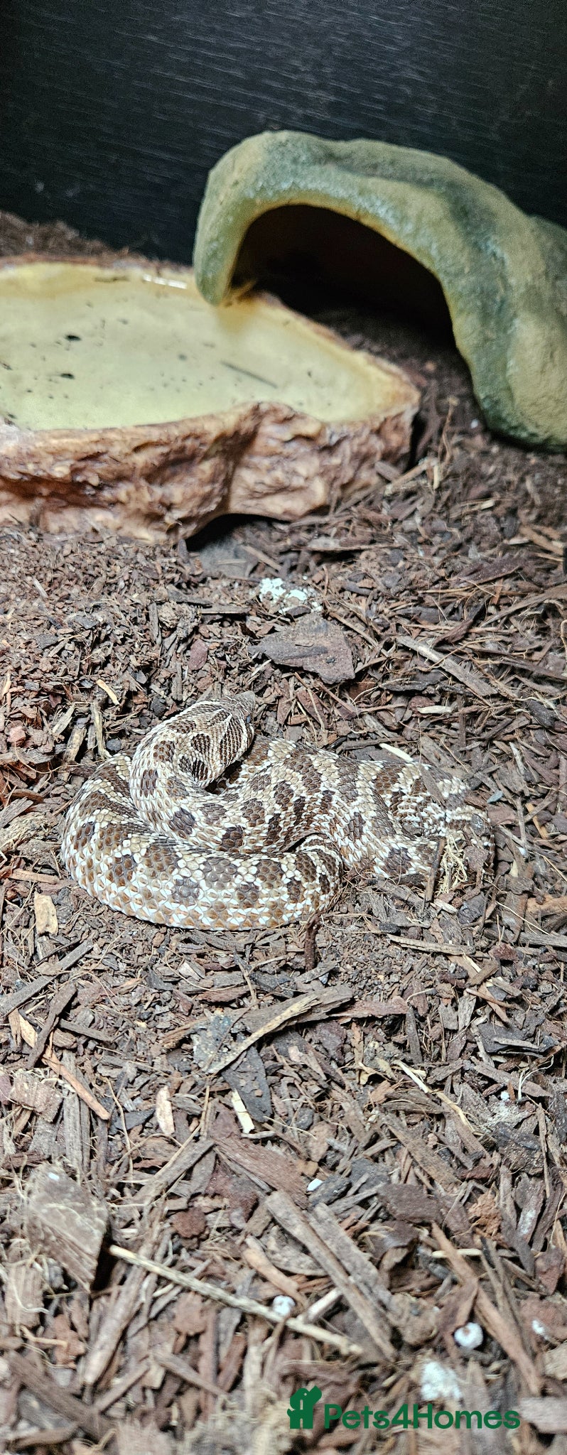 Snake reptiles for sale: Western Hognose snake and full setup - Advert 2
