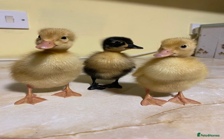 Ducks poultry - Advert 1