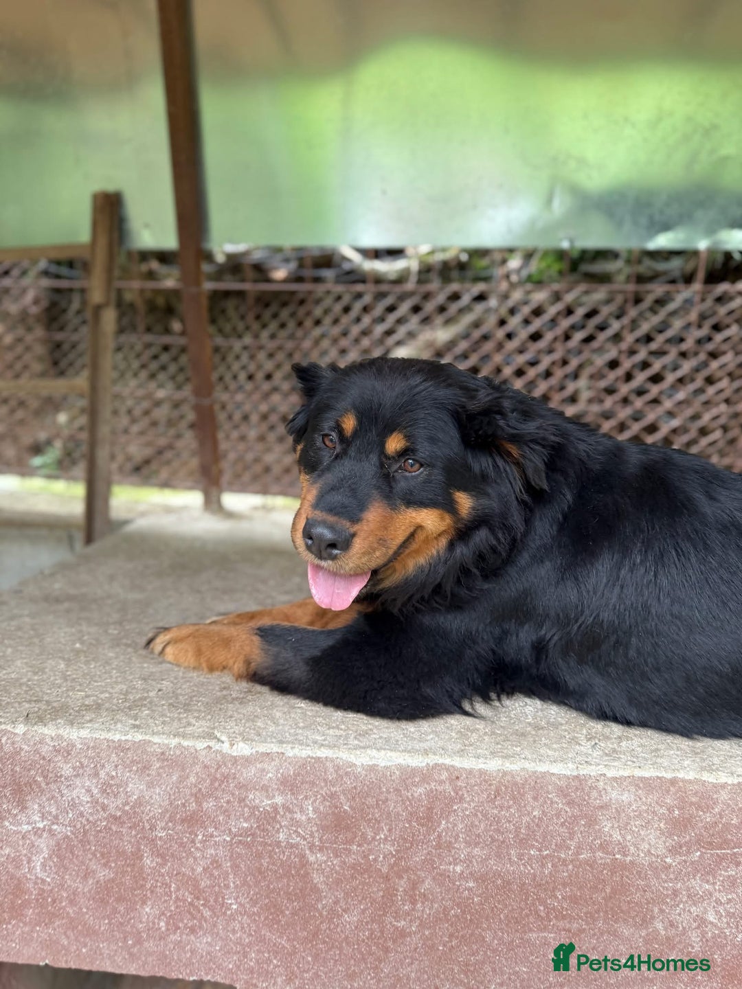 Mixed Breed dogs for adoption: Nutella 💜 - Advert 7