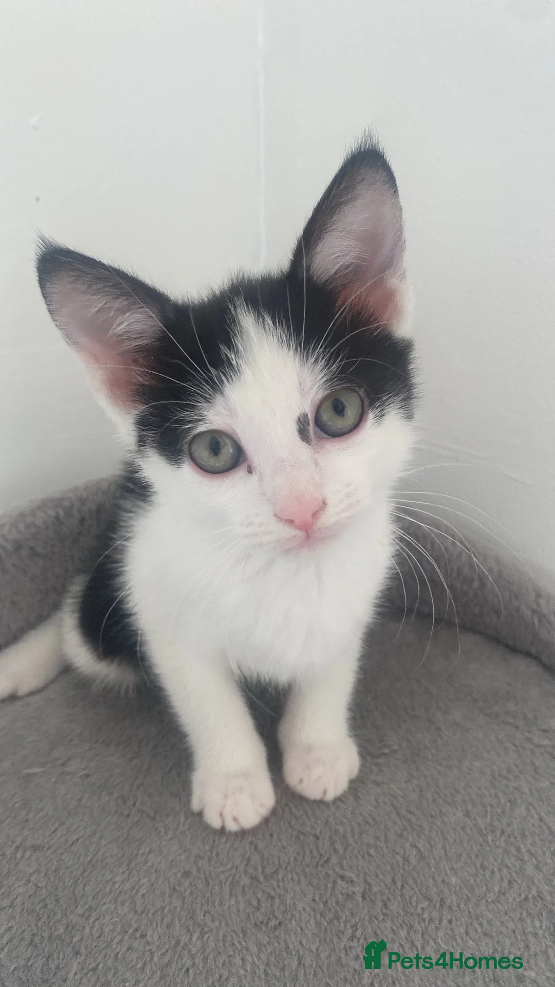 Mixed Breed cats for sale: 4 kittens looking for a new home ❤️ in Wellingborough - Advert 2