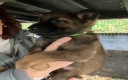 German Shepherd dogs for sale: Superb German Shepherd pups working lines - Image 12