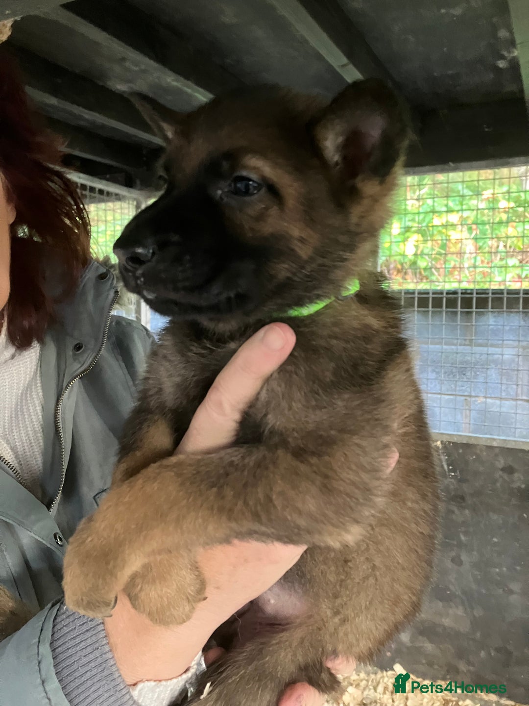German Shepherd dogs for sale: Superb German Shepherd pups working lines - Image 12